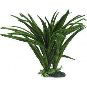 African Sword Plant 25cm - Jurassic Jungle