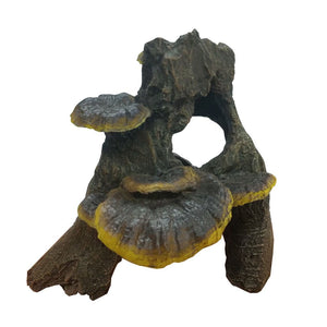 Fungi on Driftwood - Jurassic Jungle