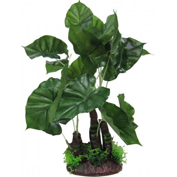 jurassic elephant ear plant Giant Elephant Ear Plant 45cm – Jurassic Jungle