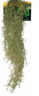 Hanging Spanish Moss Grey 40cm - Jurassic Jungle