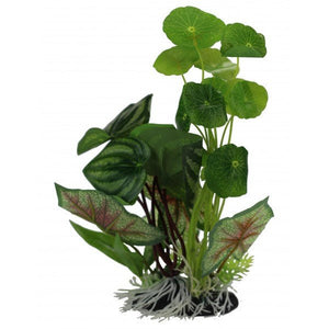 Pennywort/Flame Spathiophylym Display 28cm - Jurassic Jungle
