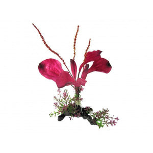 Rainbow Spade Plant on Branch 25cm - Jurassic Jungle