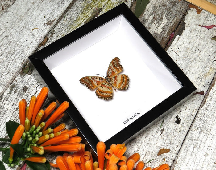 Taxidermied Butterfly - Cethosia biblis verso in frame