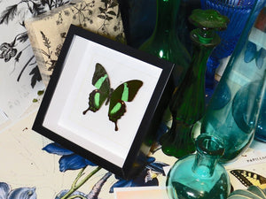 Taxidermied Butterfly - Papilio palinurus matt - Jurassic Jungle