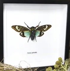 Taxidermied Cicada - Tosena splendida in frame - Jurassic Jungle