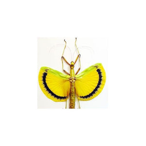 Taxidermied Insect - Tagesoidea nigrofasciata Yellow Leaf Insect in a Black Frame - Jurassic Jungle
