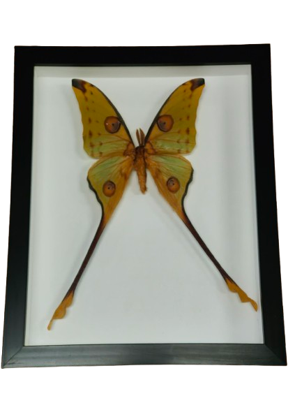 Argema Mittrei Moth in Frame