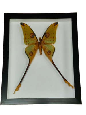Argema Mittrei Moth in Frame