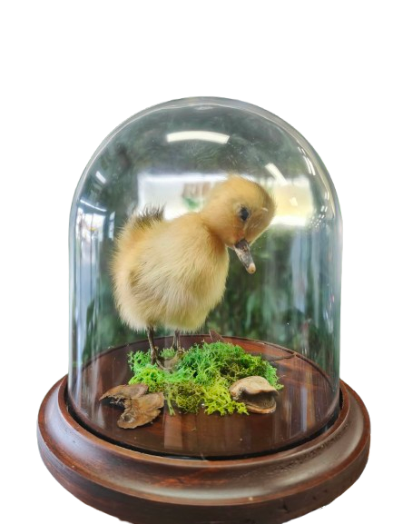 Taxidermised Duckling in a Dome