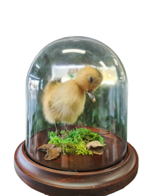 Taxidermised Duckling in a Dome