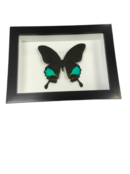 Peacock Paris in a frame
