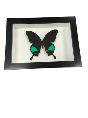 Peacock Paris in a frame