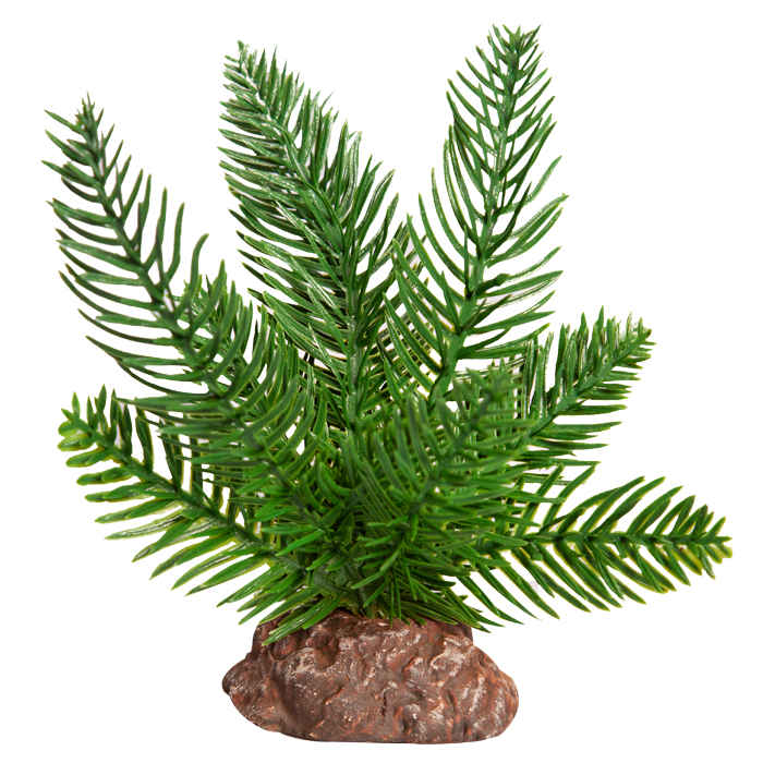 Reptile One Plant Small Sago Palm Green With Ceramic Base