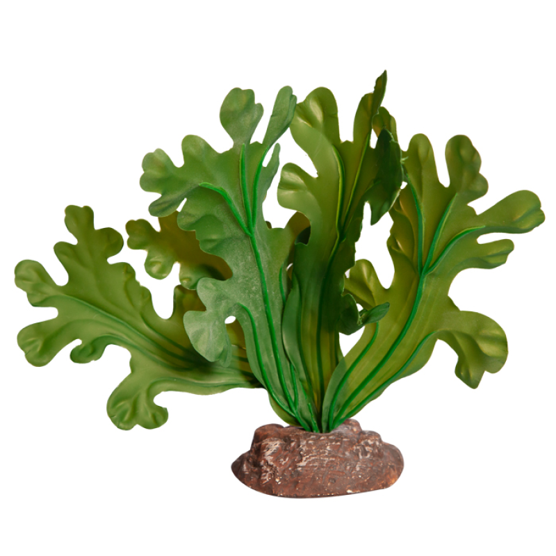 Reptile One Plant Small Fishbone Cactus Green With Ceramic Base