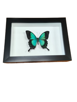 Papilio lorquinianus, Sea Green butterfly in a Frame
