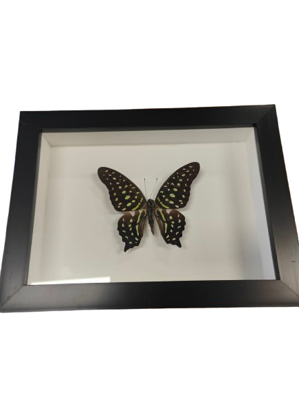 Tailed jay butterfly in a Frame