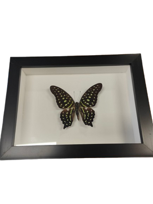 Tailed jay butterfly in a Frame