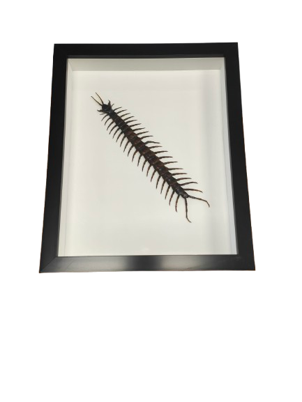 Scolopendra sp. Centipede in a Frame