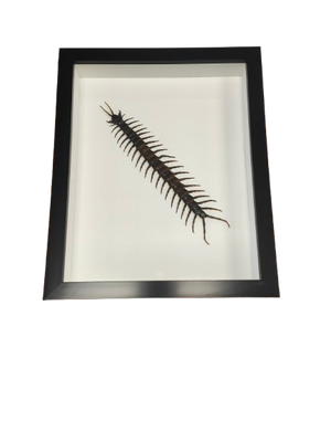 Scolopendra sp. Centipede in a Frame