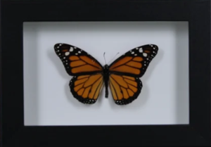 Danaus plexippus, Monarch Butterfly, in a Frame