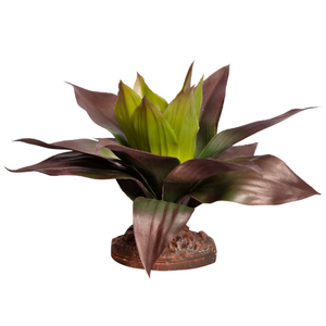 Reptile One Plant Medium Spathacea Green Red With Ceramic Base