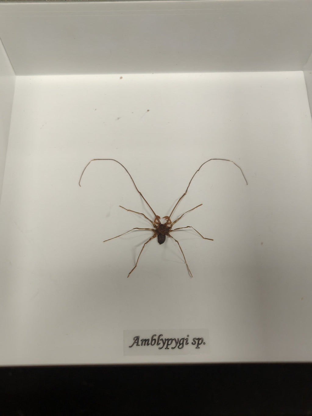 Amblypygi Sp. In Frame - Jurassic Jungle