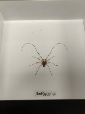 Amblypygi Sp. In Frame - Jurassic Jungle