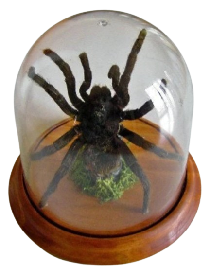 Pamphobeteus antinous Tarantula in a Dome