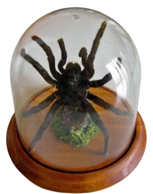 Pamphobeteus antinous Tarantula in a Dome