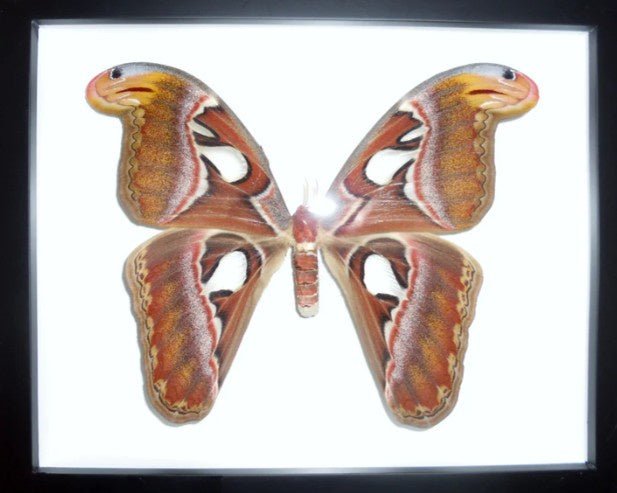 Attacus atlas in a Frame - Jurassic Jungle