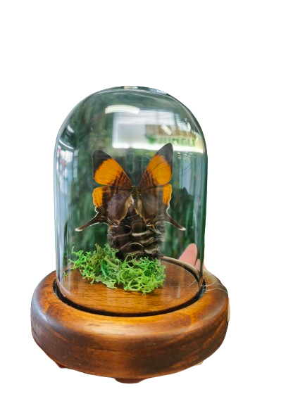 Purple Daggerwing Butterfly in a Dome