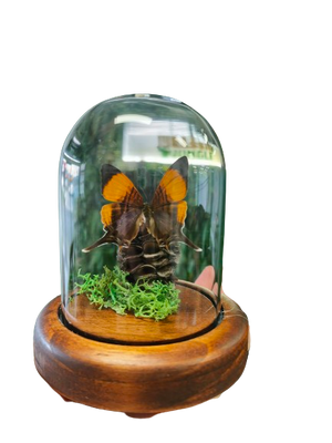 Purple Daggerwing Butterfly in a Dome
