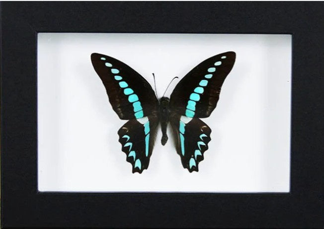 Blue Triangle Butterfly in a Frame