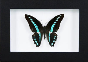 Blue Triangle Butterfly in a Frame