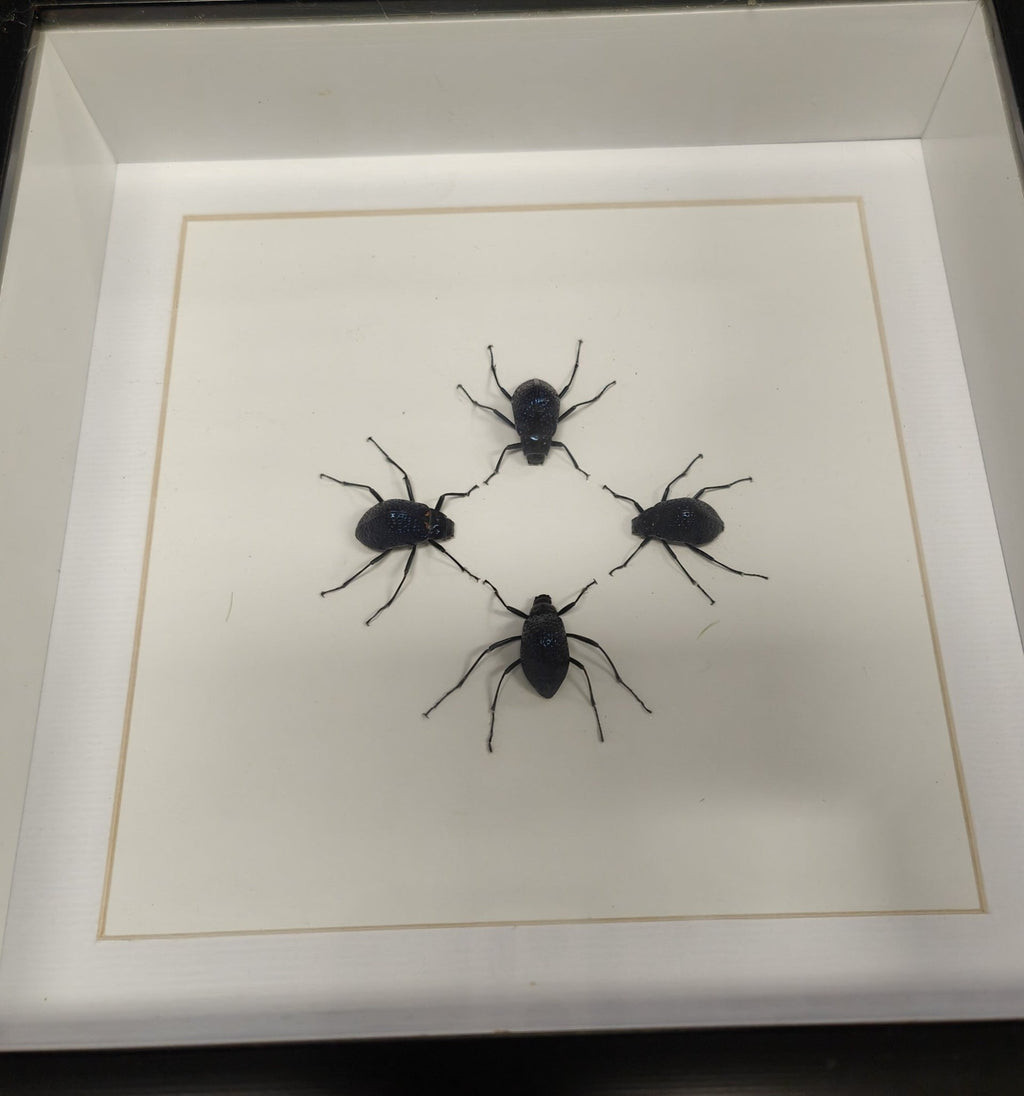 Chrysolina Coerulans in a frame - Jurassic Jungle