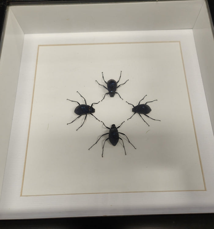 Chrysolina Coerulans in a frame