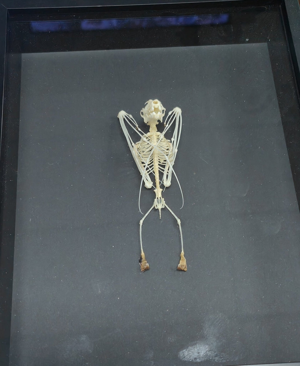 Cynopterus Brachyotis Lesser Nosed Fruit Bat wings closed - Jurassic Jungle