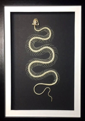 Dendrelaphis pictus Snake Skeleton in a Frame - Jurassic Jungle