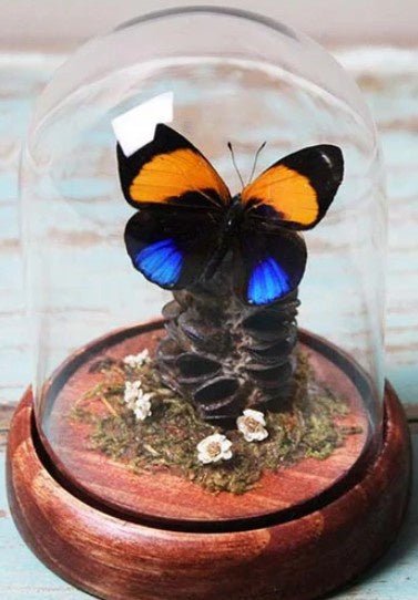 Dotted Glory butterfly in a dome