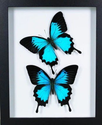 Double Papilio ulysses Butterflies in a Frame - Jurassic Jungle