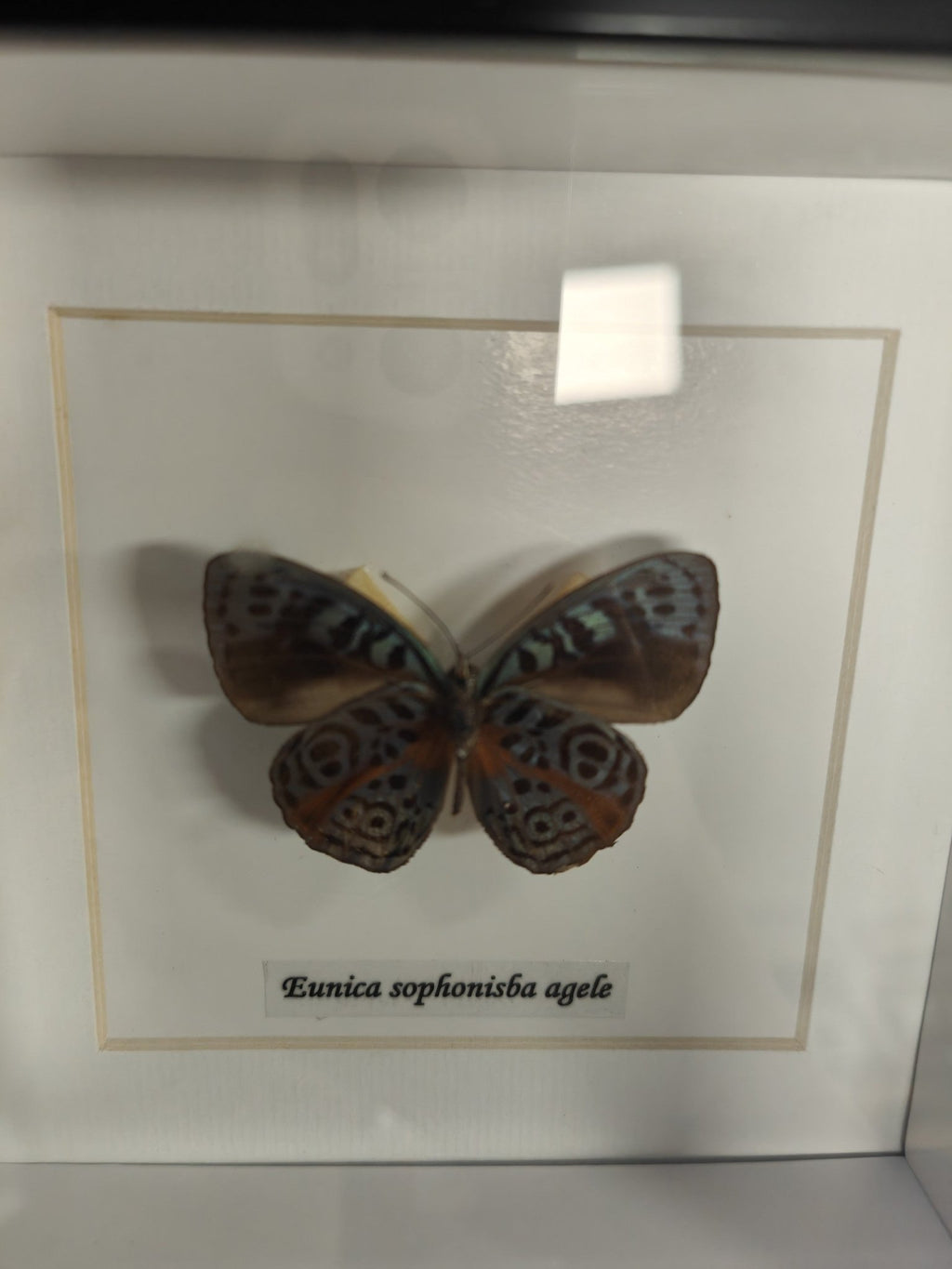 Eunica Sohponisba Agele in Frame - Jurassic Jungle
