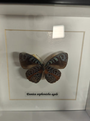Eunica Sohponisba Agele in Frame - Jurassic Jungle