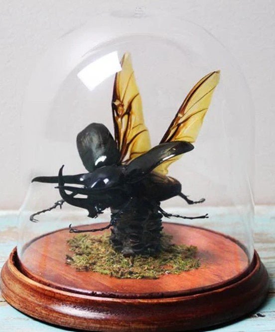 Giant Three Horned Rhino Beetle in a Dome