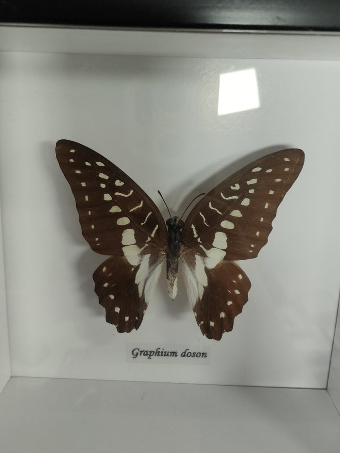 Graphium Doson in a Frame