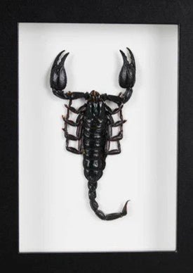 Heterometreus spinifer Scorpion in a Frame