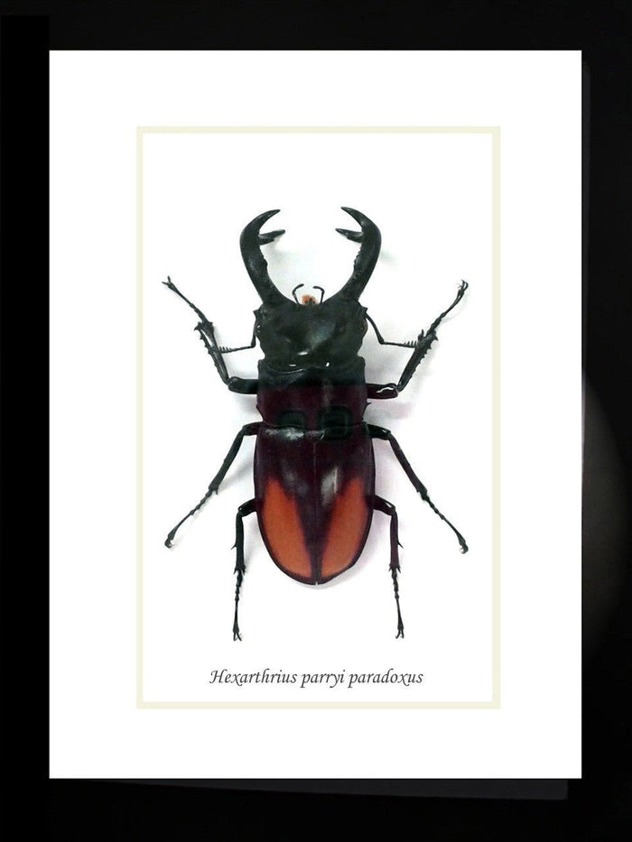 Hexarthrius parryi paradoxus in Frame