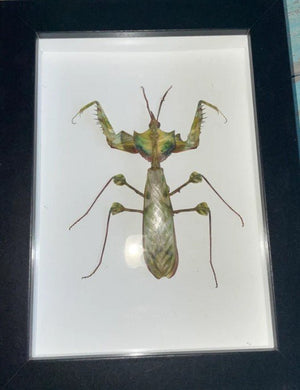 Idolomantis diabolica in a Black Frame - Jurassic Jungle