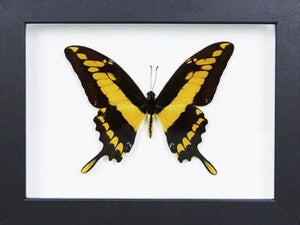 King swallowtail in a Frame - Jurassic Jungle