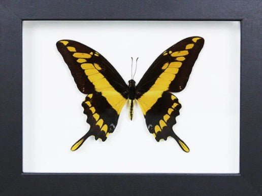 King swallowtail in a Frame