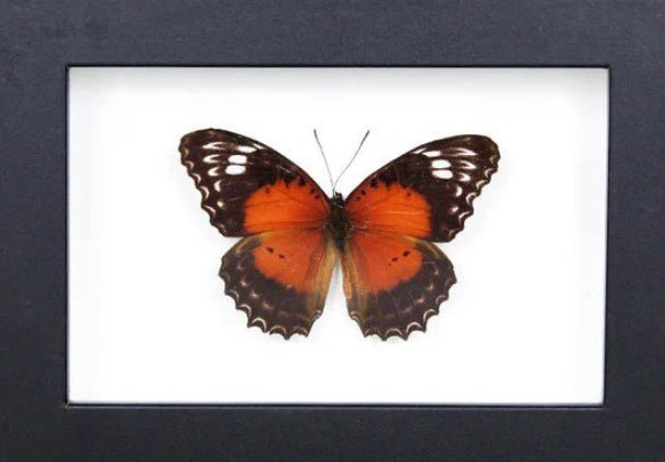 Lacewing butterfly in a Frame